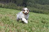 BERGER AUSTRALIEN PUPPIES 051